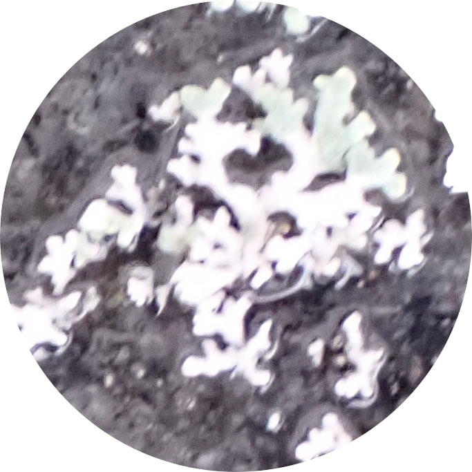 lichen