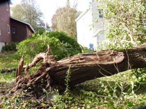 downed tree trunk