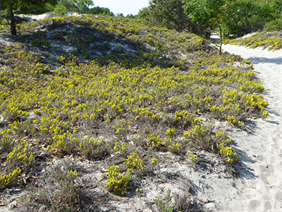 beach heather on Crane dunes