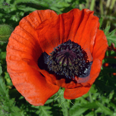 red poppy