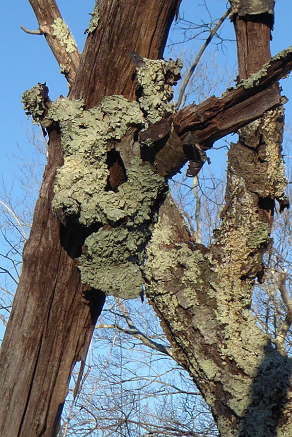 loose lichens