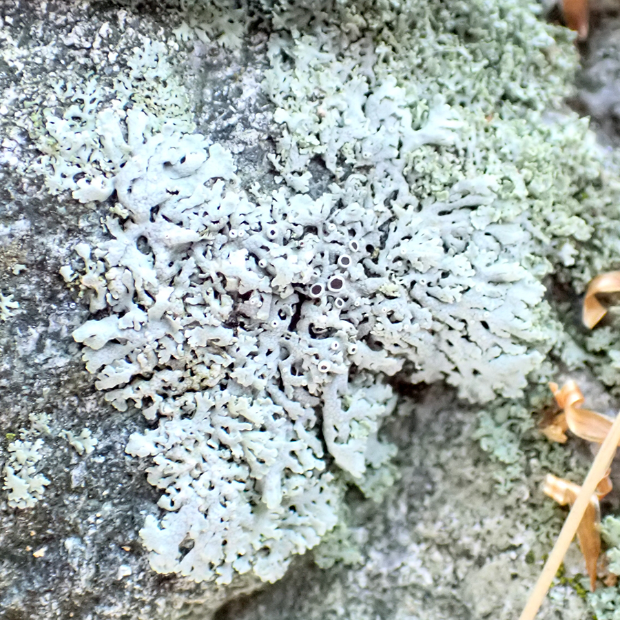 Black-eyed rock lichen