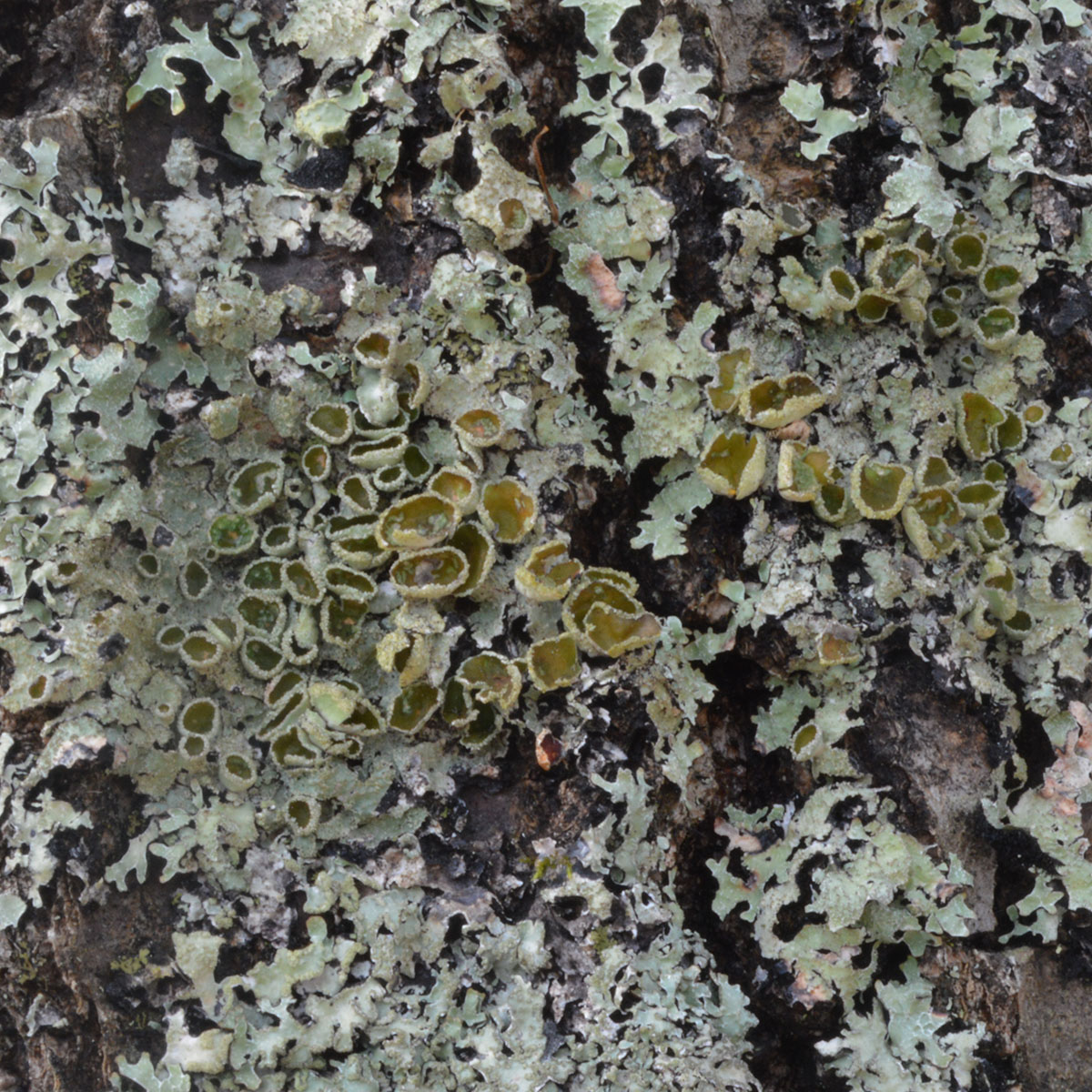 Bottlebrush shield lichen, Ipswich