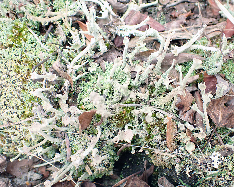 Lesser sulphur cup lichen, Ipswich