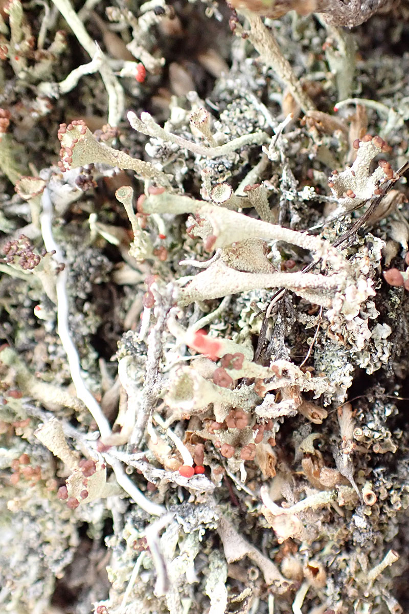 Cladonia pleurota