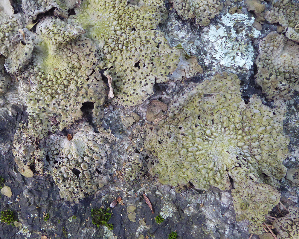 Fungi of Ipswich and surrounding coastal Massachusetts