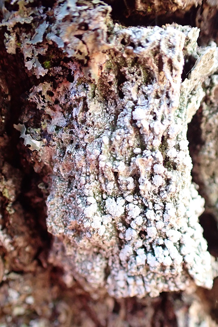 Bitter wart lichen