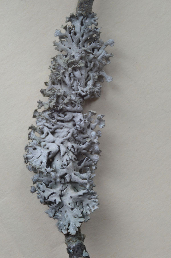 monk's hood lichen
