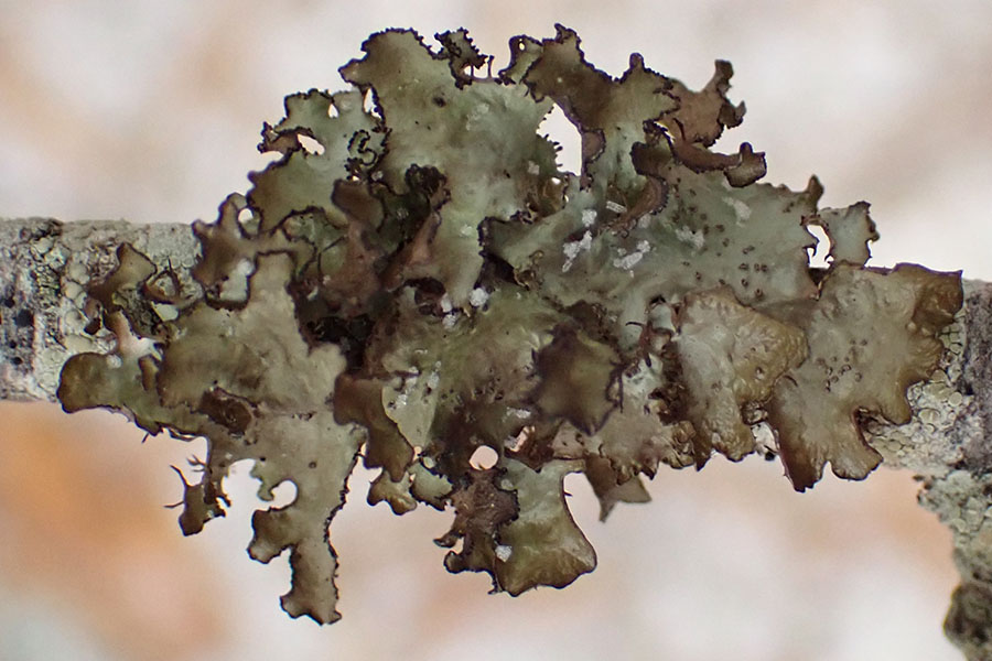 Fringed wrinkle lichen