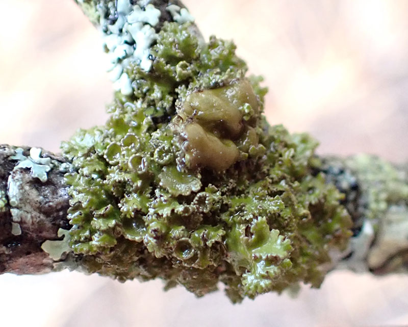 Nephromoposis fenderli