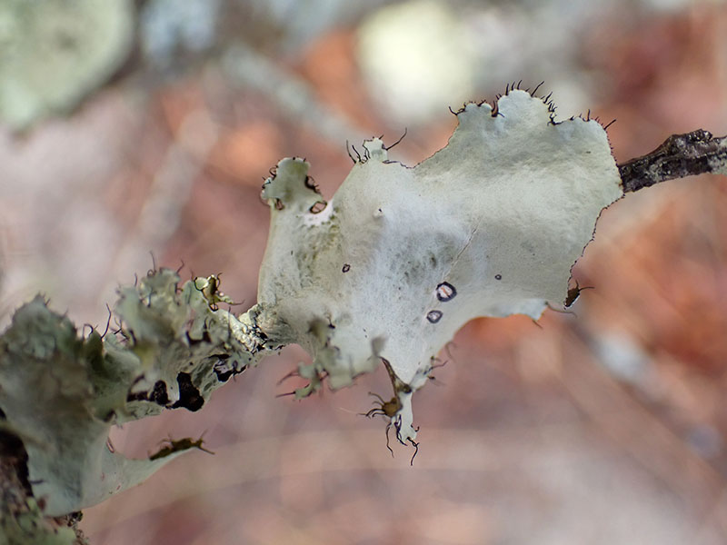 Parmotrema arnoldii