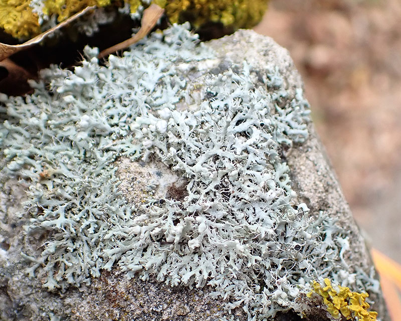 Physcia adscendens