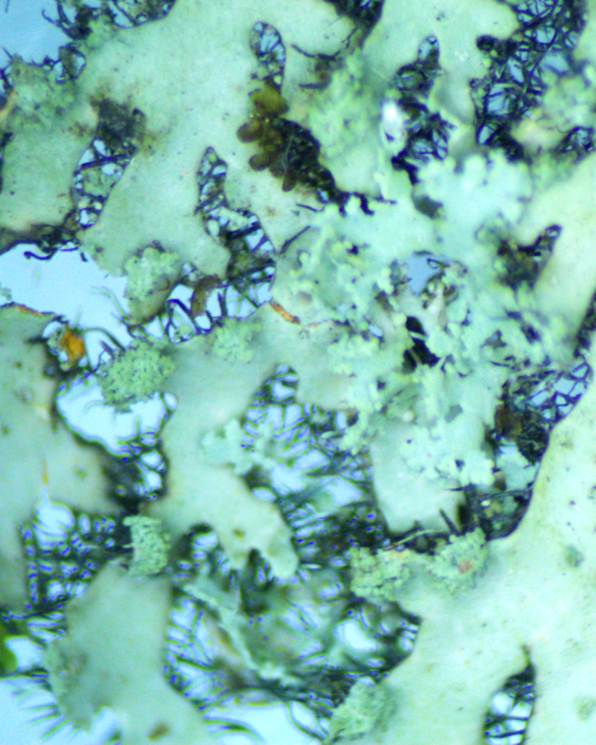 Physcia millegrana closeup