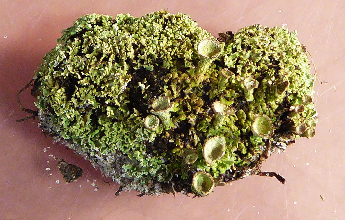 Pixie cup lichen, Ipswich MA