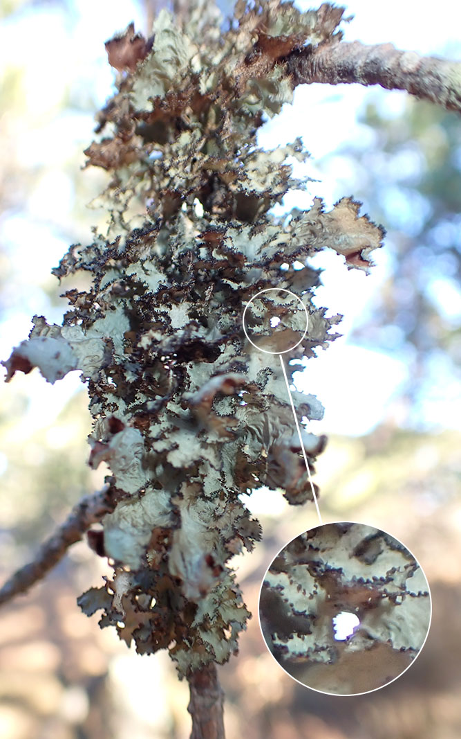 Platismatia glauca