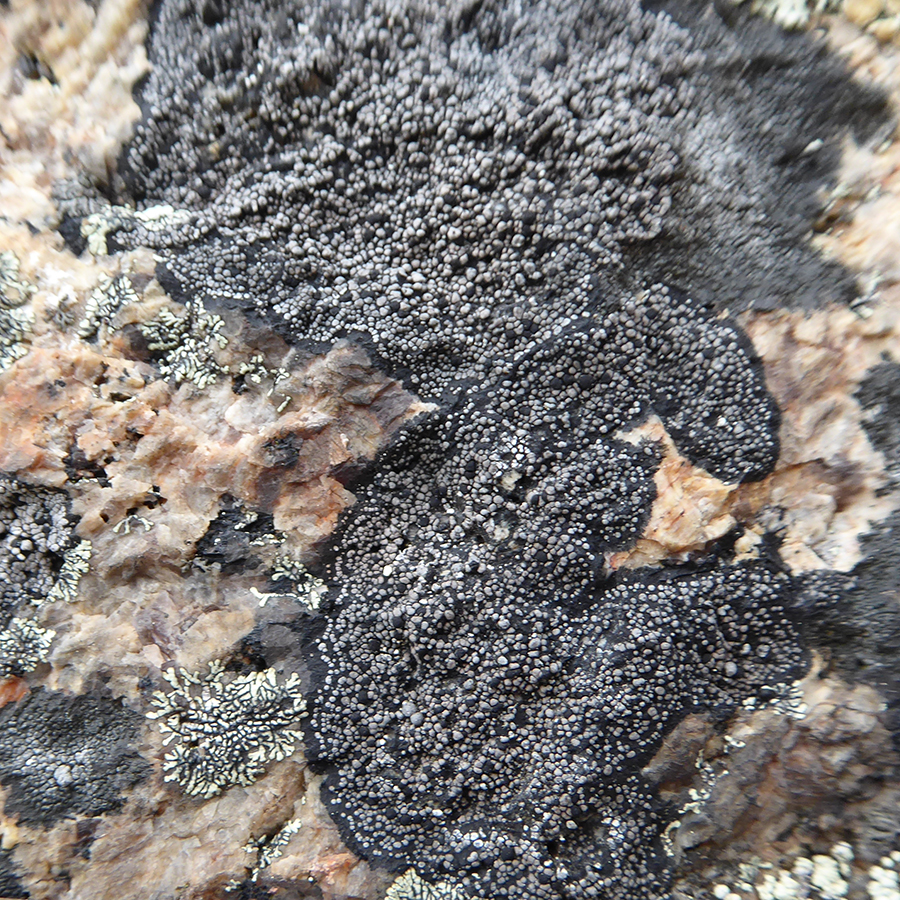Rhizocarpon grande