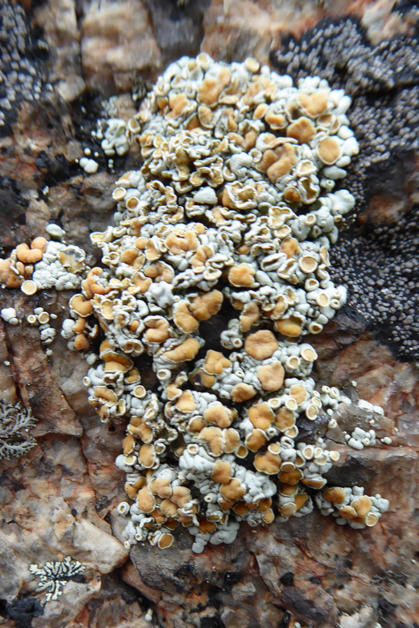 Rhizoplaca subdiscrepans