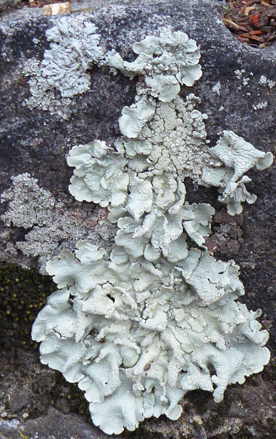 rock greenshield lichen