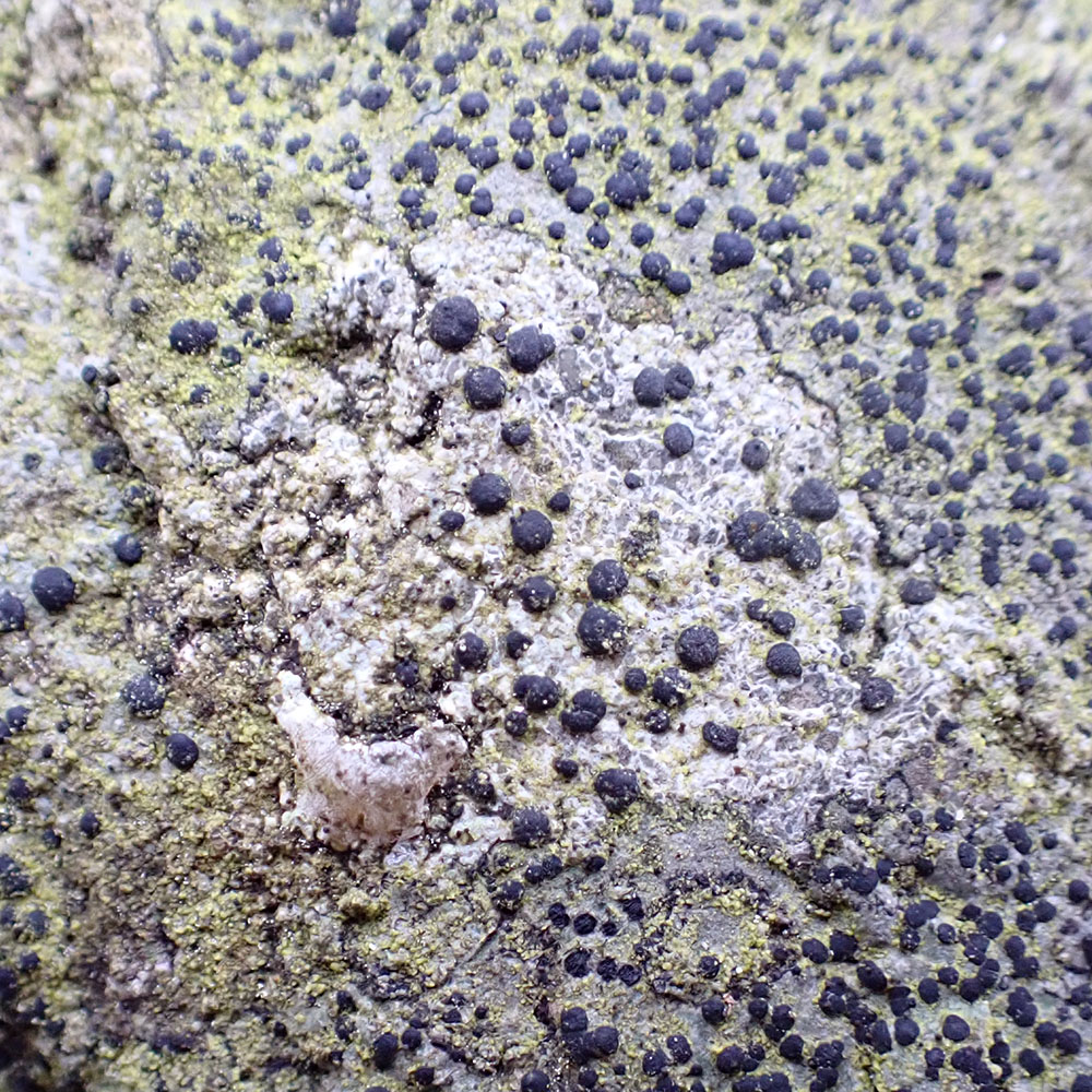 Sarcogyne lapponica