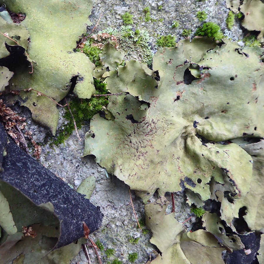 Smooth tripe lichen