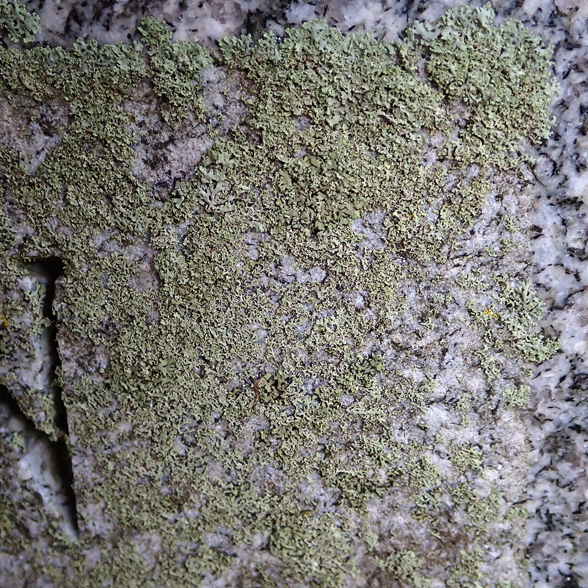Stalkless Cladonia lichen