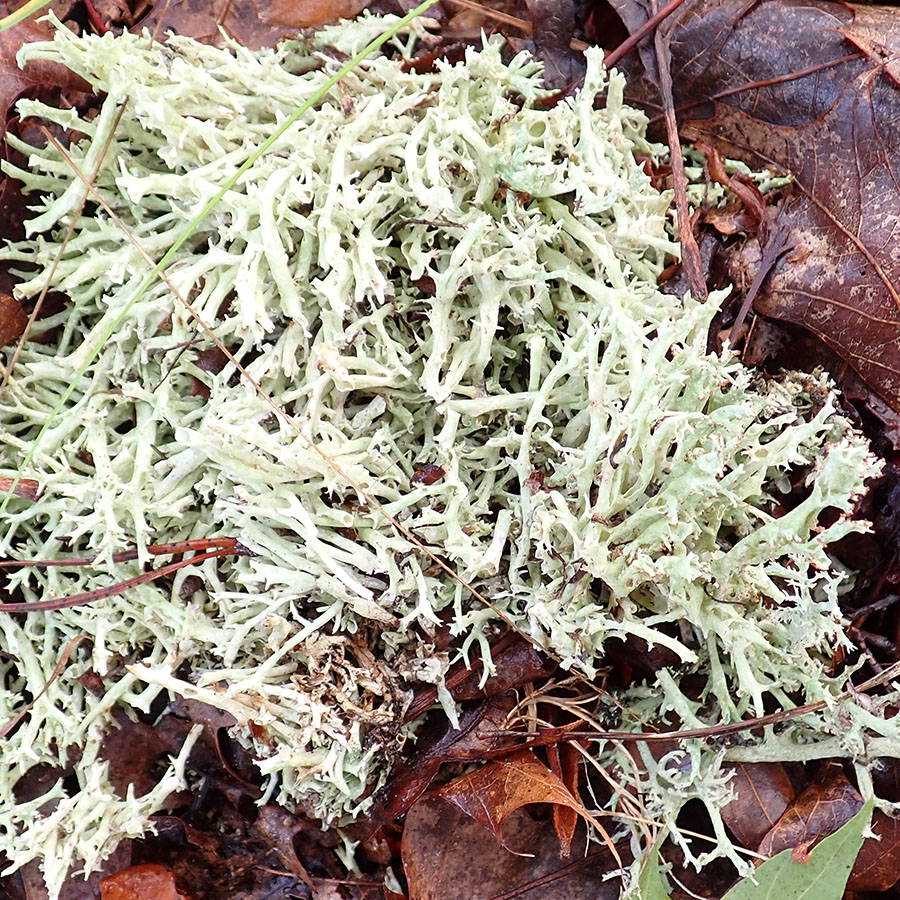 Thorn Cladonia