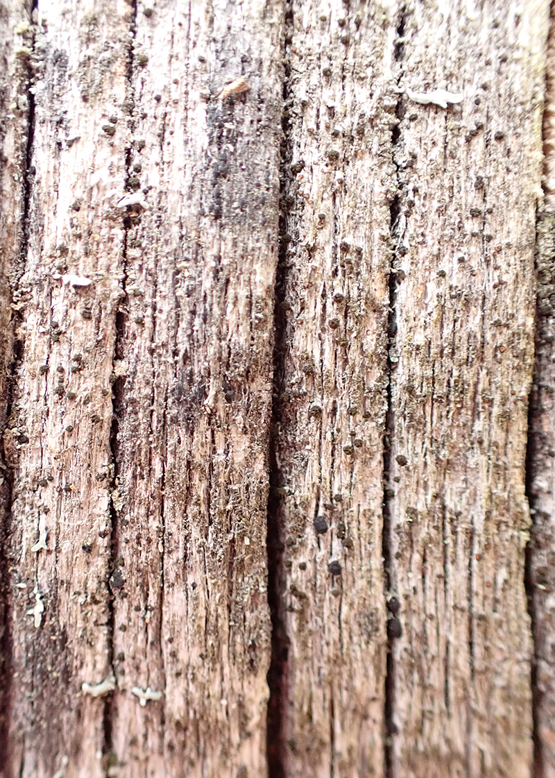tiny button lichen