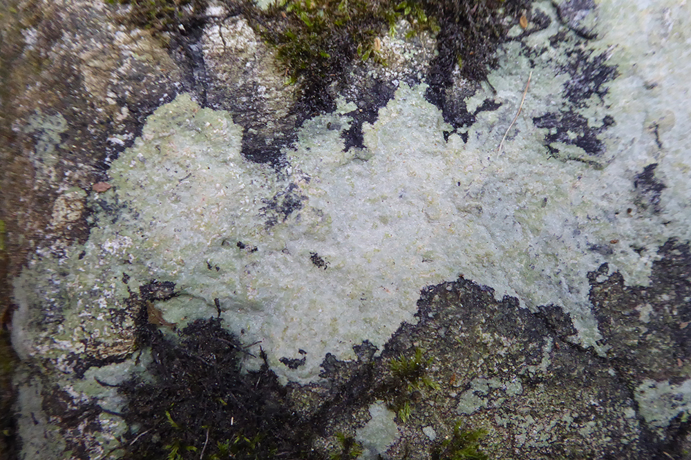 Trapelia placodioides