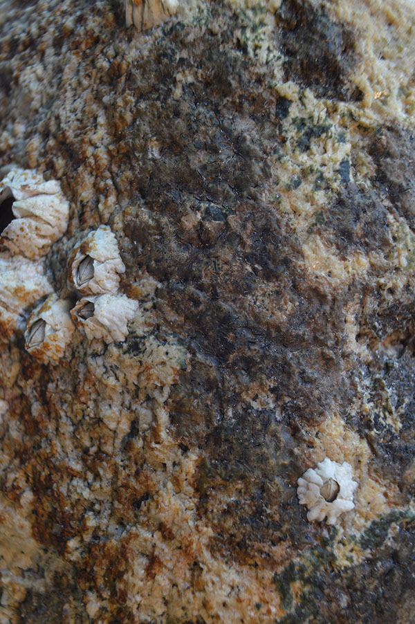 Verrucaria ditmarsica