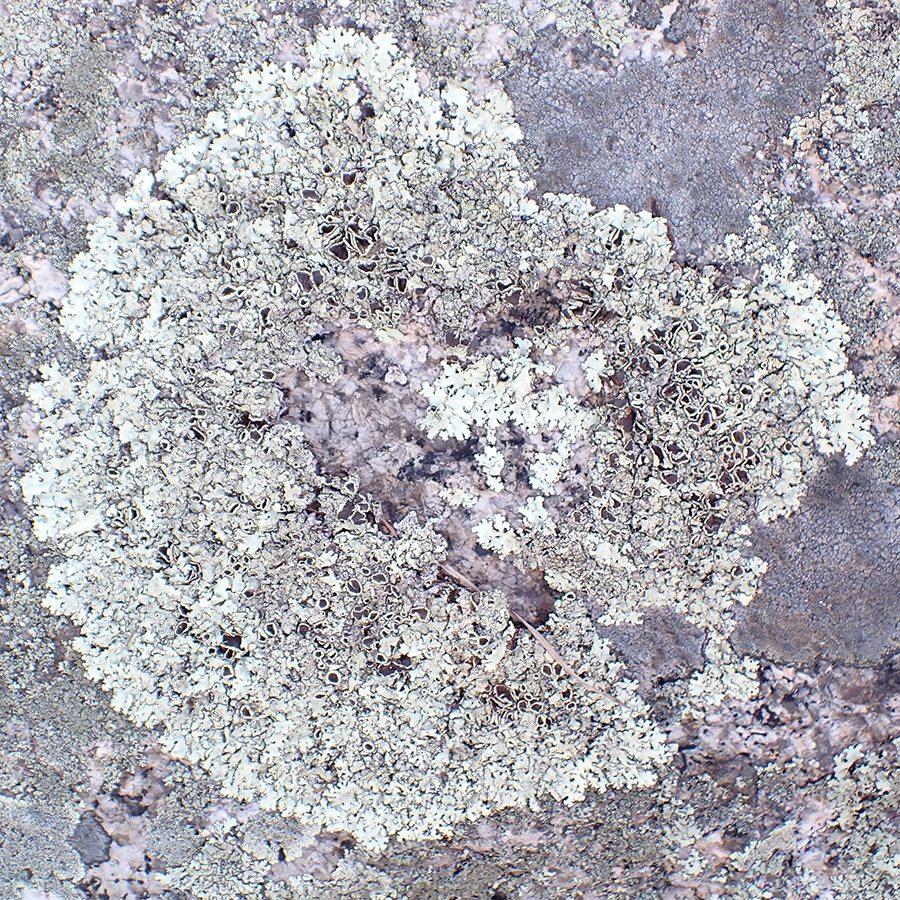 Xanthoparmelia cumberlandia, Rockport
