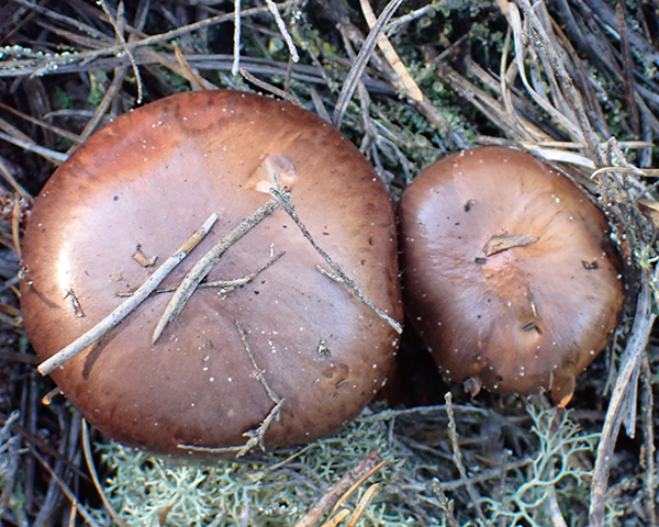 wine-cap red spike mushroom