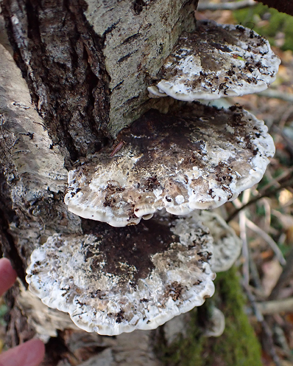 Scleroderma citrinum