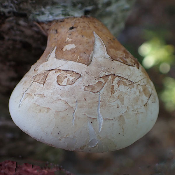 Fomitopsis betulina