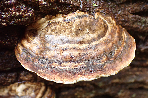 Ganoderma applanatum