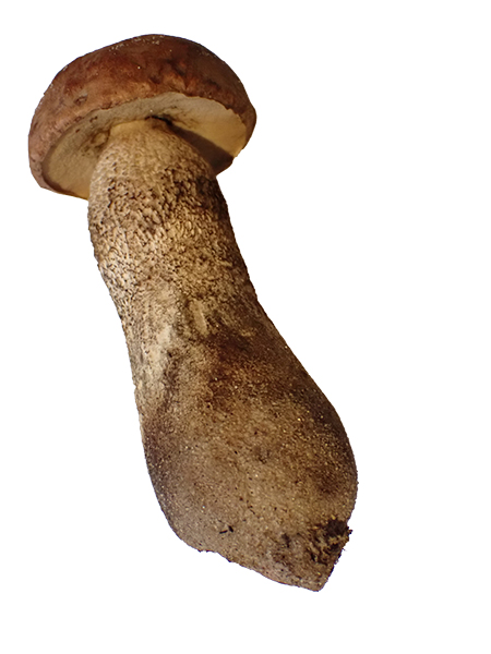 Leccinum aurantiacum
