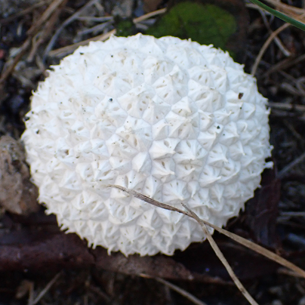 Peeling puffball