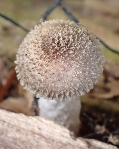 Common puffball