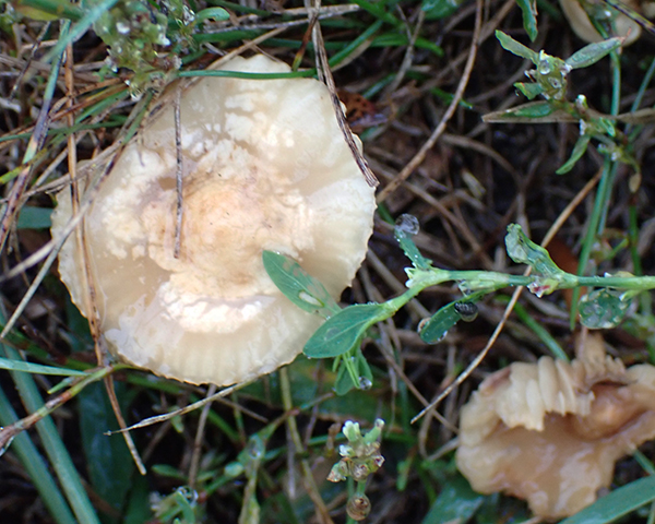 Marasmius oreades