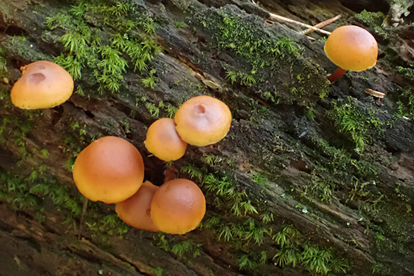 Amanita muscaria var. guessowii
