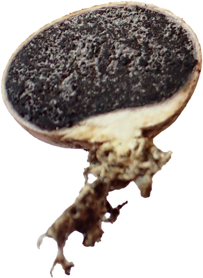 Scleroderma citrinum