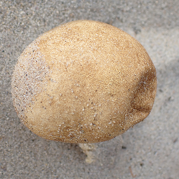 Laccaria trullisata