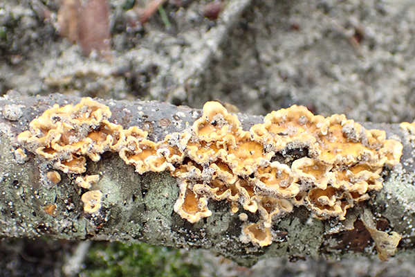 Myxarium nucleatum