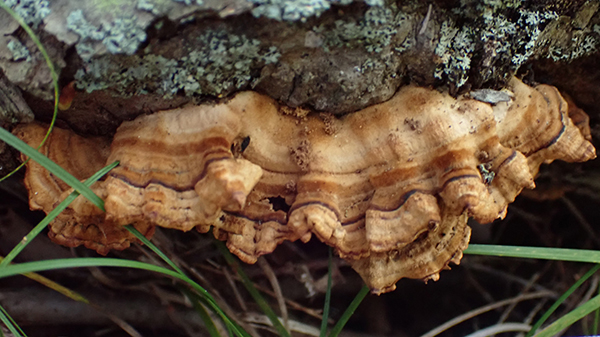 False turkey tail