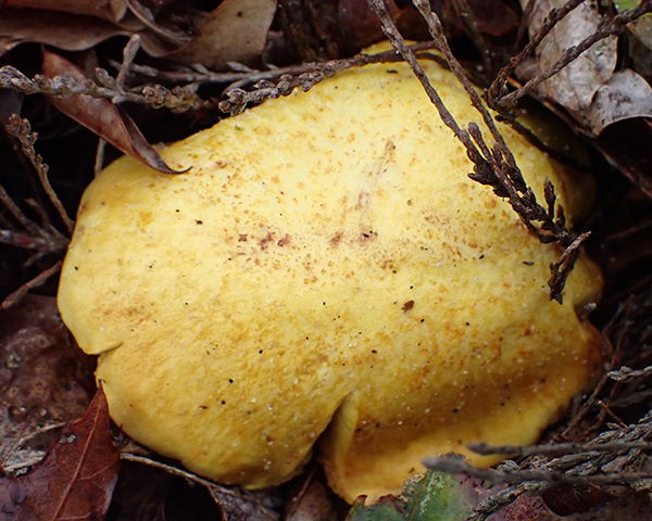 Suillus americanus<