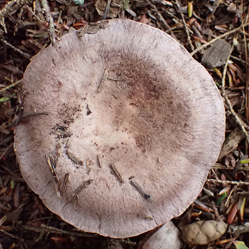 Bruising webcap
