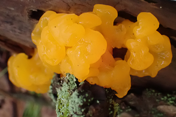 Witches butter