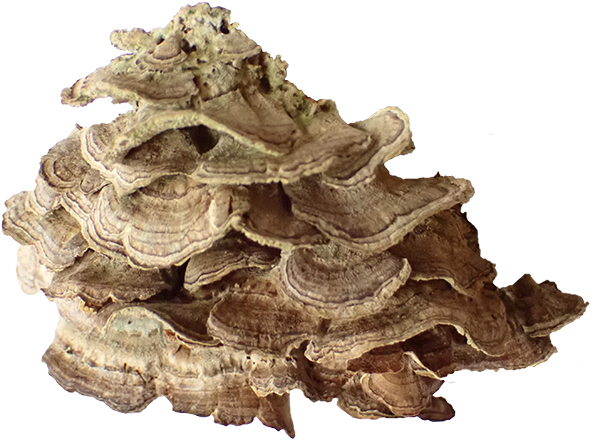 Trichaptum biforme