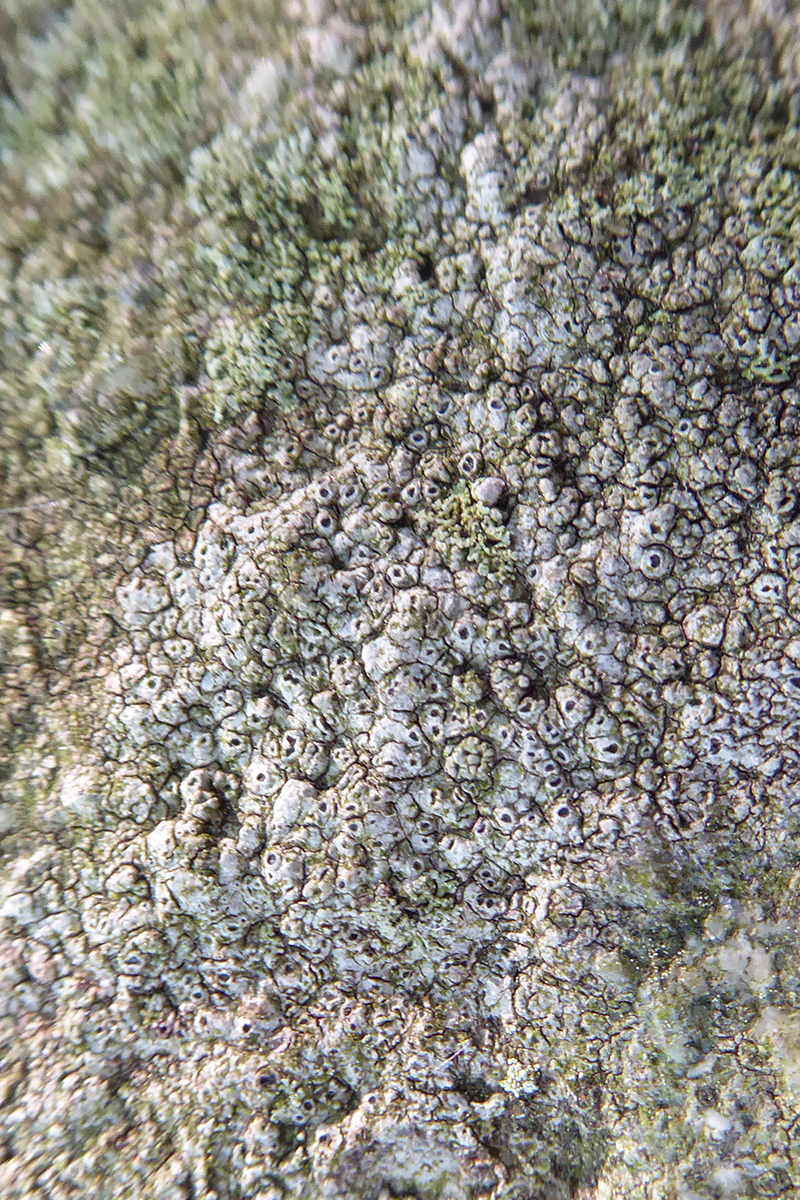 Bitter wart lichen