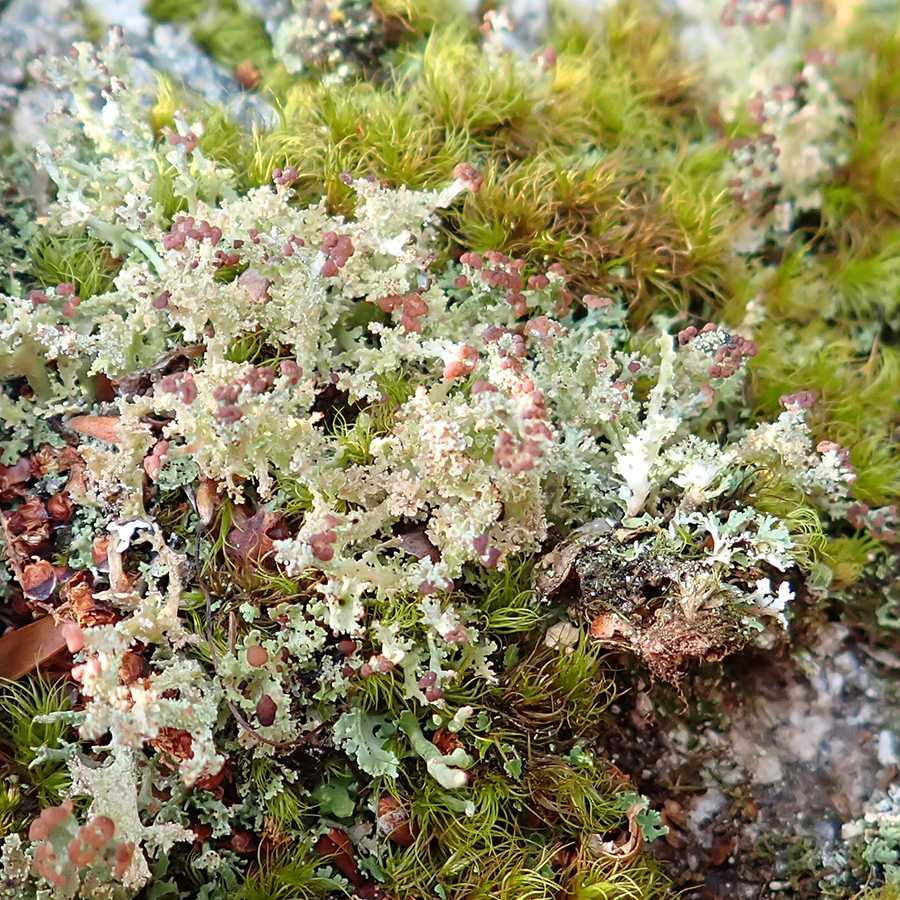 Rock whitewash lichen