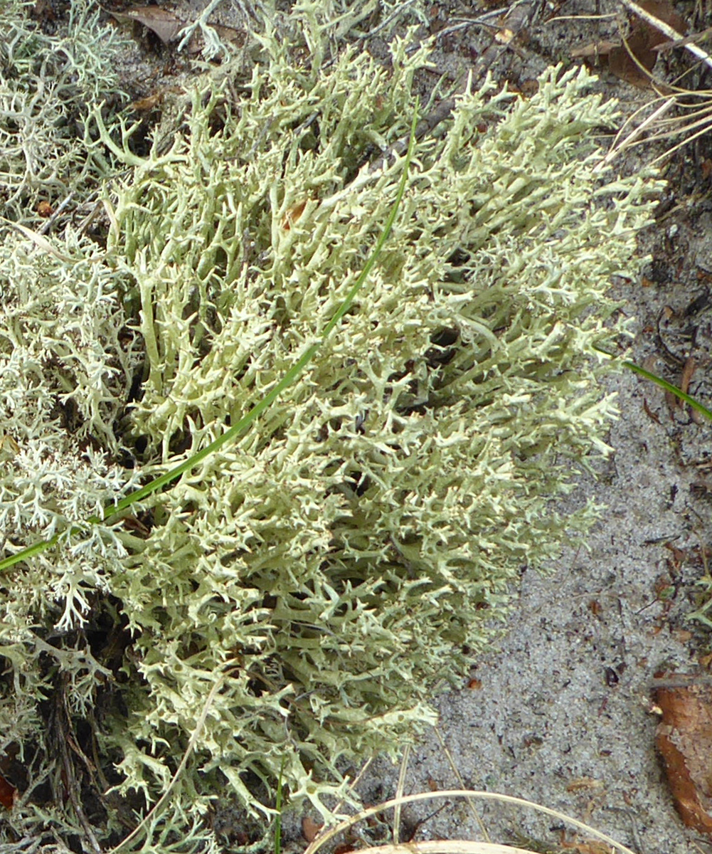 Crustose lichen, Ipswich